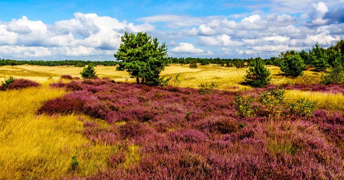Afbeelding voor artikel: Nederland moet eindelijk eens iets tegen stikstof doen