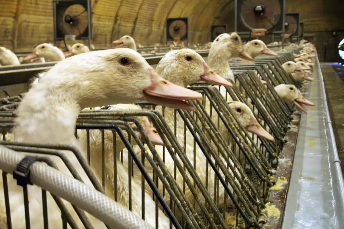 Afbeelding voor artikel: Twee Deense boeren mogen nooit meer dieren houden