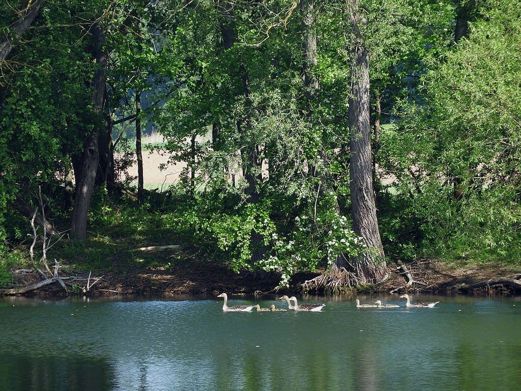 Afbeelding voor artikel: Alsnog EU-meerderheid voor Natuurherstelwet mogelijk