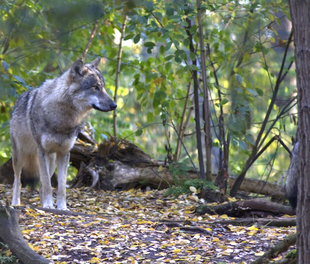 Afbeelding voor artikel: EU-landen mogen straks beschermde status van wolven afzwakken
