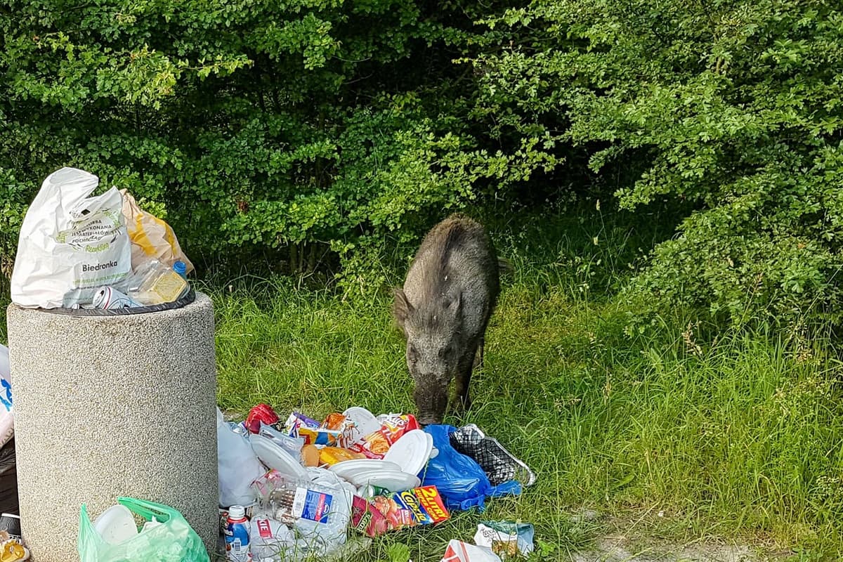 Afbeelding voor artikel: Italiaanse boeren eisen afrastering tegen AVP-besmette wilde zwijnen