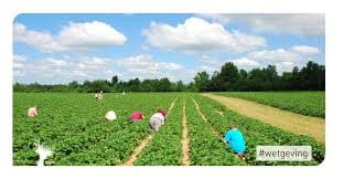 Afbeelding voor artikel: Italië bevrijdt Indiase landarbeiders van dwangarbeid en uitbuiting