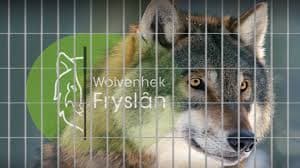 Afbeelding voor artikel: Minder beschermde status van de wolf: nog lange weg te gaan