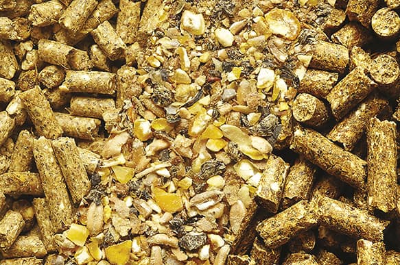 Afbeelding voor artikel: Ook Polen blijft voorlopig gmo-maïs voor diervoer importeren