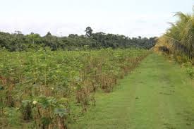 Afbeelding voor artikel: Ophef over bisschopsbrief over milieuschade door Duitse boeren