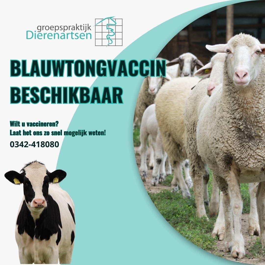 Afbeelding voor artikel: Veel meer blauwtong op Deense boerderijen ondanks nieuwe vaccins